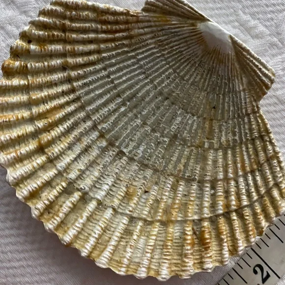 Sand Dollars  and shell Decor Set - Picture 10 of 11